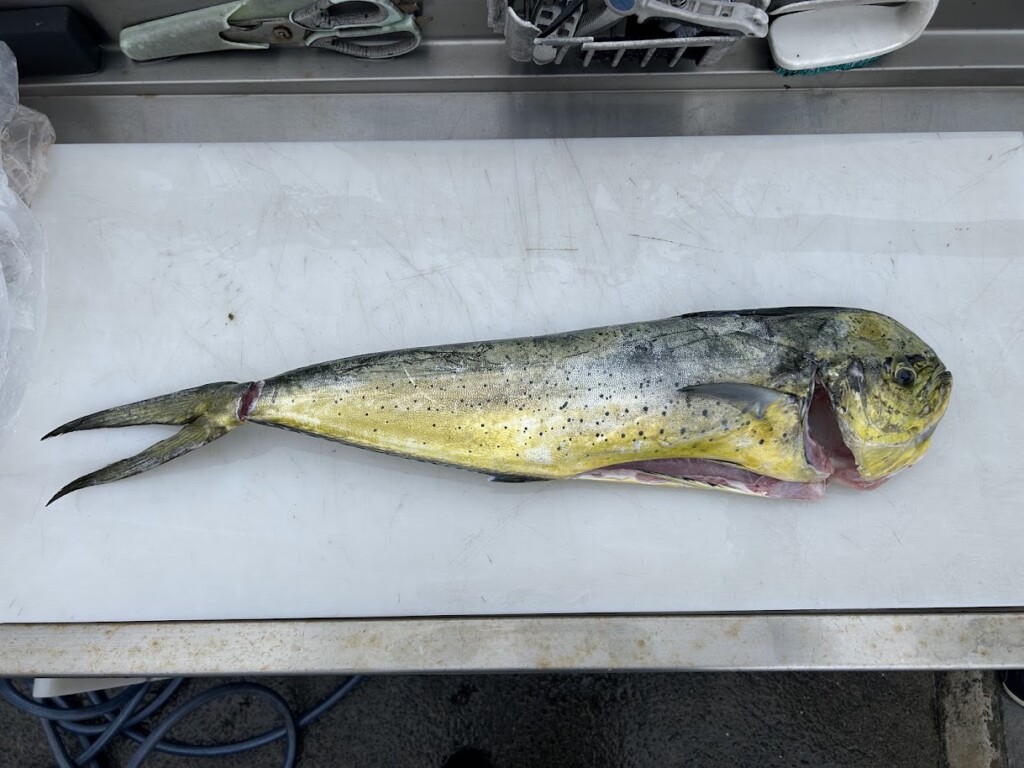 2026.8.29～30 下田1泊２日トローリング🎣